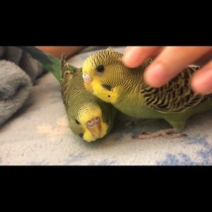 Meet your Posher, Dania